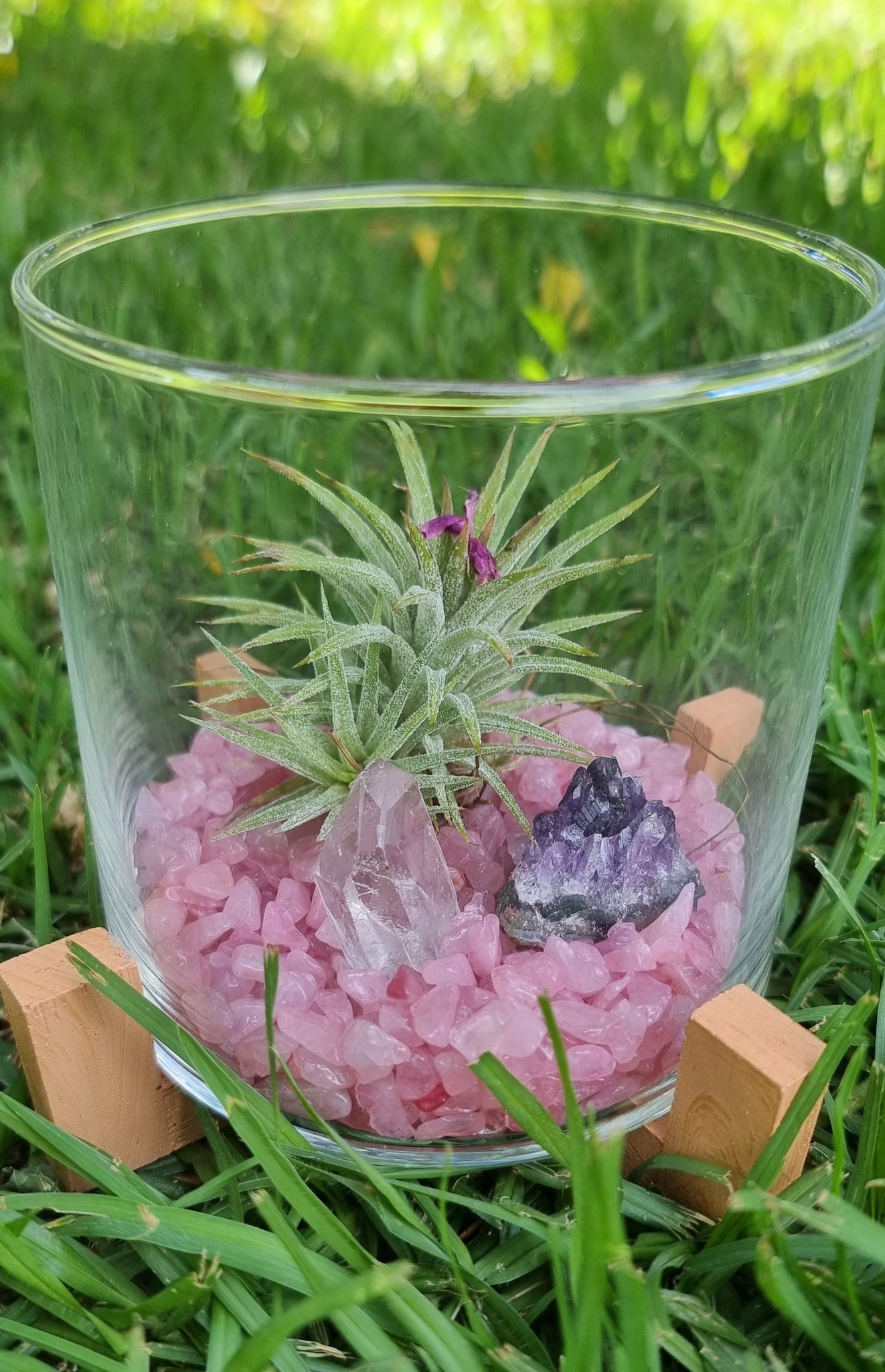 Rose Quartz + Amethyst + Clear Quartz Crystal + Tillandsias Terrarium