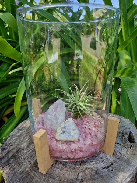 Large Rose Quartz + Clear Quartz Crystal + Tillandsias Terrarium