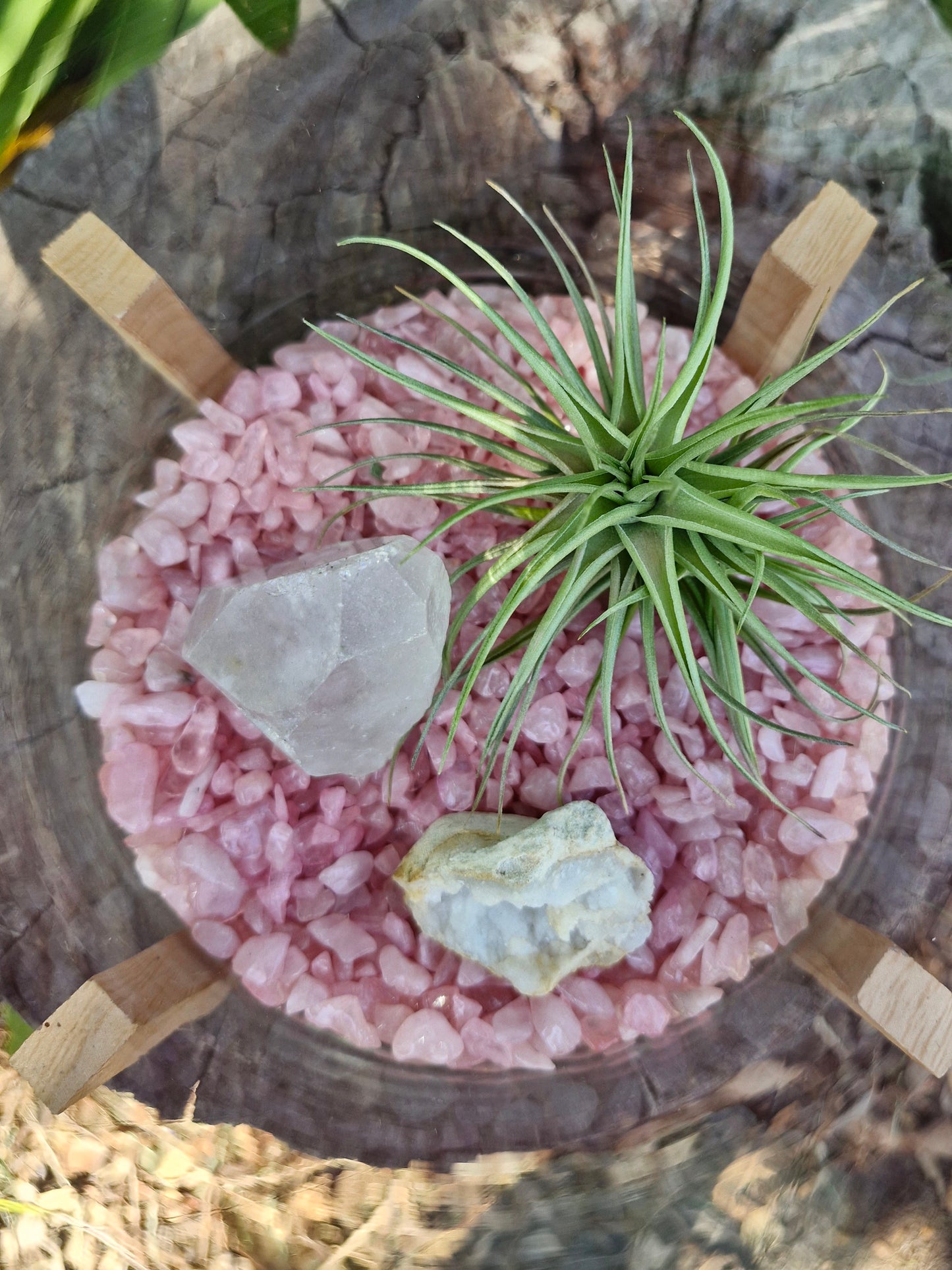 Large Rose Quartz + Clear Quartz Crystal + Tillandsias Terrarium