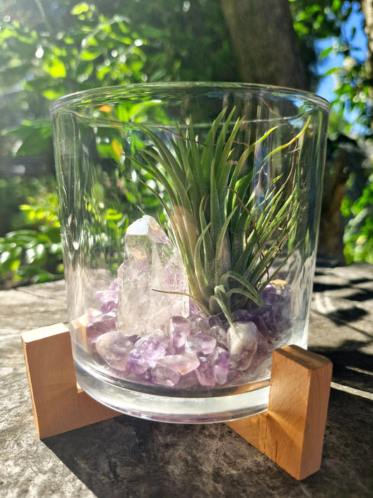 Amethyst + Clear Quartz Crystal + Tillandsias Terrarium