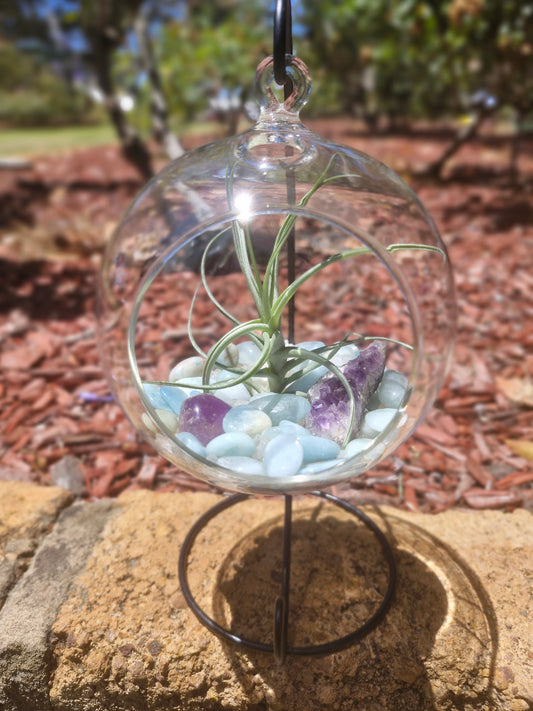 Aquamarine  +Amethyst +Clear Quartz Crystal Tillandsias Terrarium