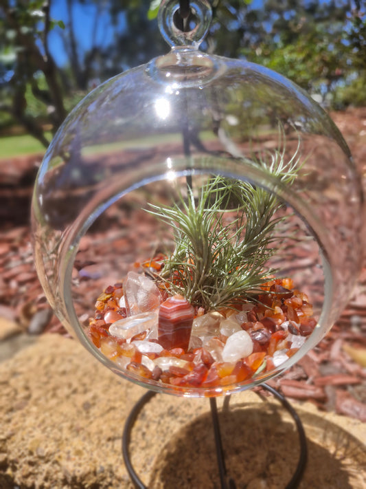 Carnelian, Citrine + Clear Quartz Crystal + Tillandsias Terrarium