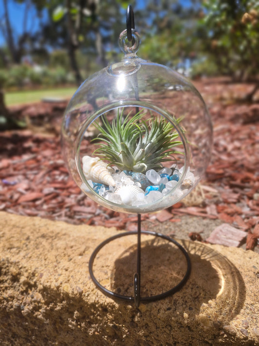 Clear Quartz + Apatite Tillandsias Terrarium